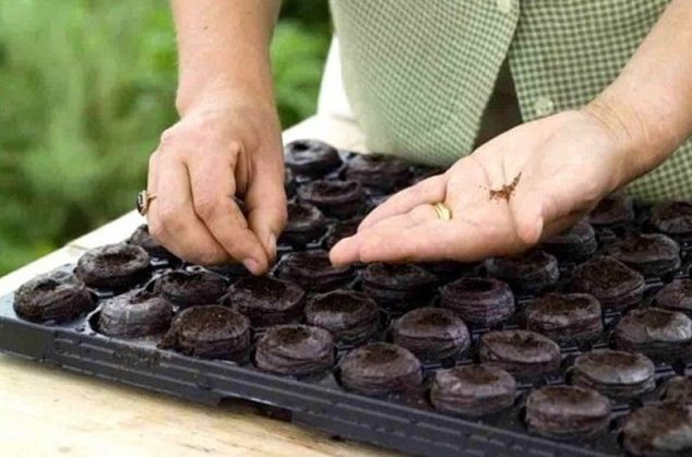 Баклажаны на рассаду когда сеять?